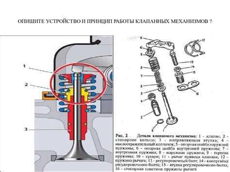 Ампуллярные клапаны и их роль в плавании