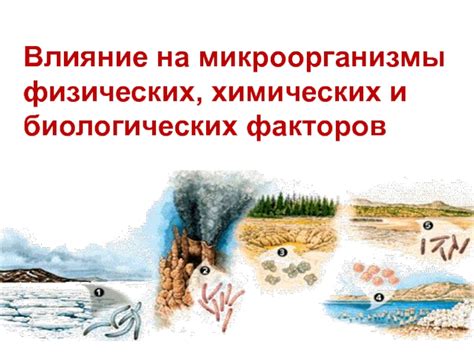Влияние биологических и химических процессов