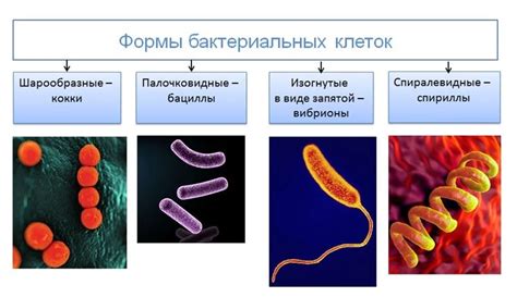 Влияние мезофильных бактерий