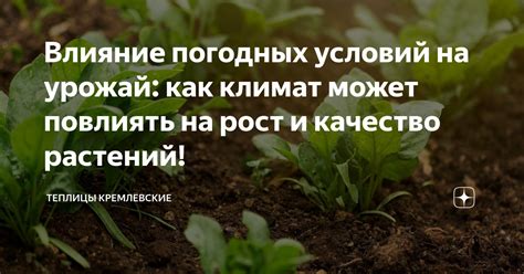 Влияние погодных условий на отлет чаек