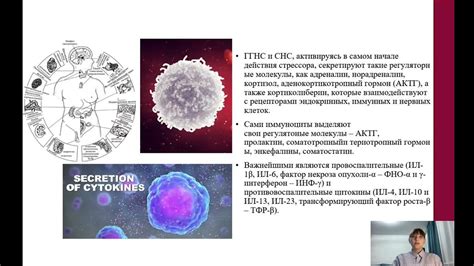 Влияние сельдерея на иммунную систему свиней