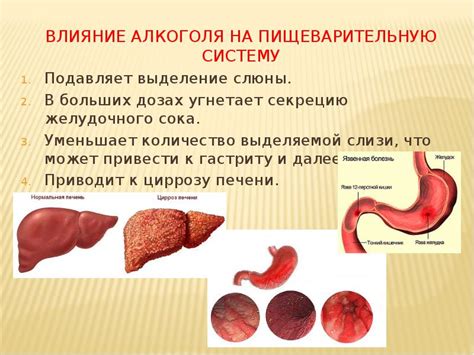 Влияние сельдерея на пищеварительную систему свиней