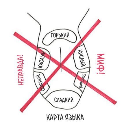 Воздействие на рецепторы вкуса