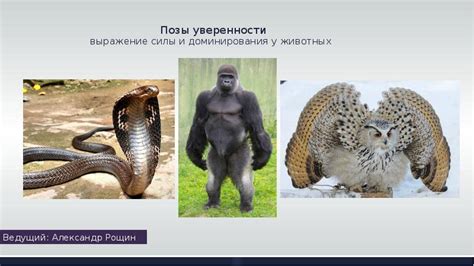 Выражение владения и доминирования