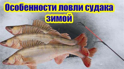 Где искать сомов при ловле