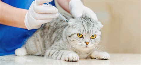 Зачем нужны общежития для кошек