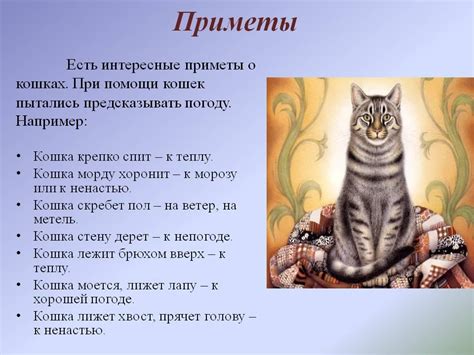 Значение приметы и поведение