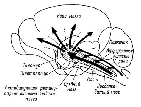 Значение ретикулярной формации
