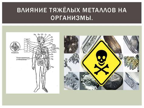Избыток тяжелых металлов в устрицах