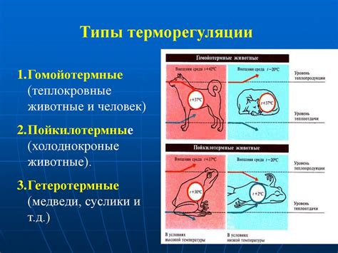 Изучение структуры руля