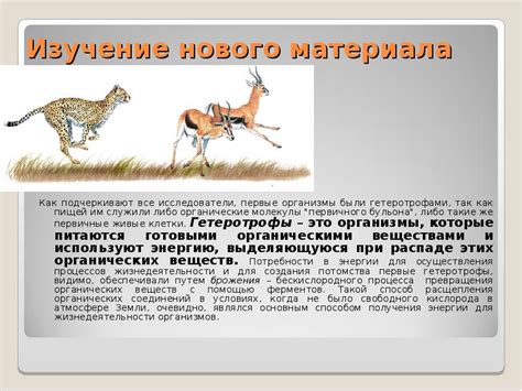 История эволюции: почему ранние организмы были гетеротрофами