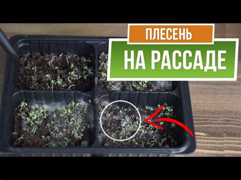 Как избежать появления плесени на дрожжах