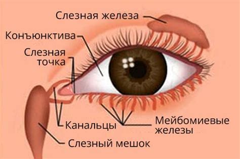 Как физический дискомфорт может вызывать вытекание слез