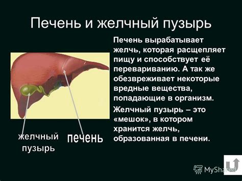 Курицы и желчный пузырь: влияние на организм