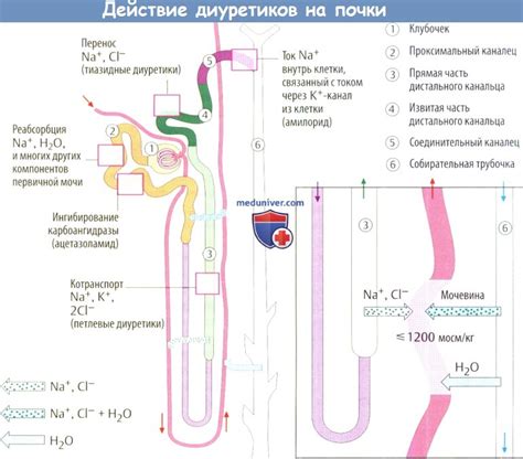 Механизм действия протеина на почки