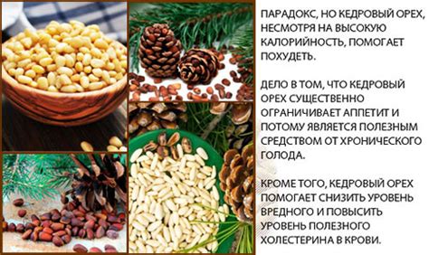 Натуральные заменители кедровых орехов при готовке