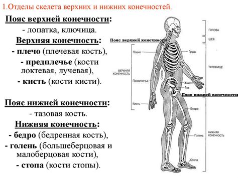 Ограничения верхних и нижних отступов