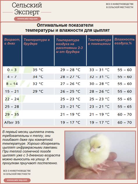 Определение оптимальной температуры для цыплят