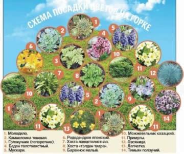 Основы посадки Тюрингии альпийской