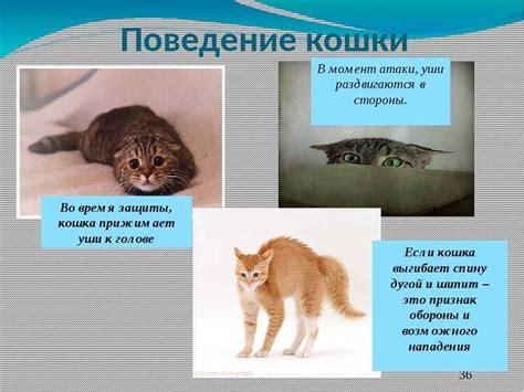 Особенности котов