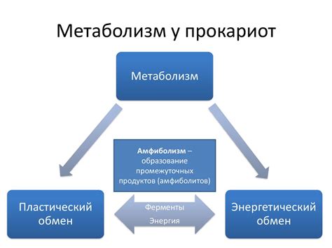 Особенности метаболизма: