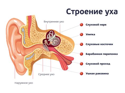 Особенности устройства уха