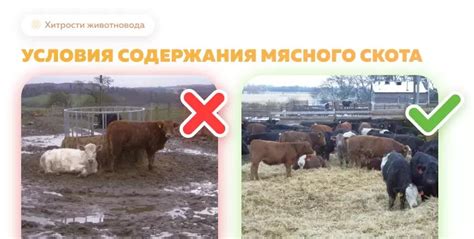 Плохие условия содержания, влияющие на выживаемость поросят