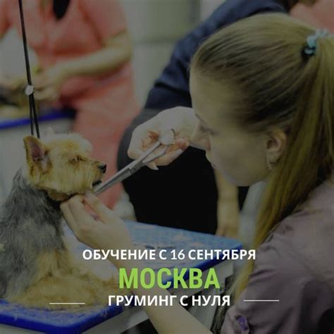 Подготовка собаки перед стрижкой
