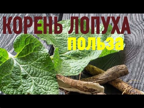 Полезные свойства отвара корня лопуха
