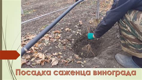 Посадка саженца