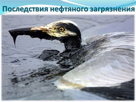 Последствия нефтяного загрязнения