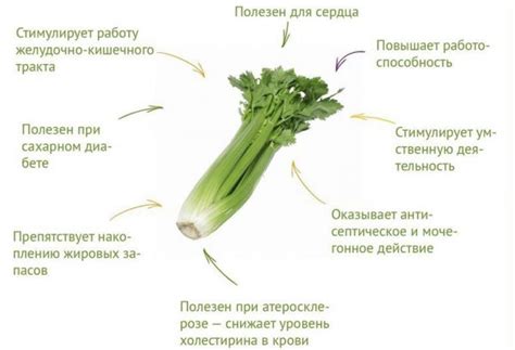 Потенциальный вред от излишнего употребления сельдерея