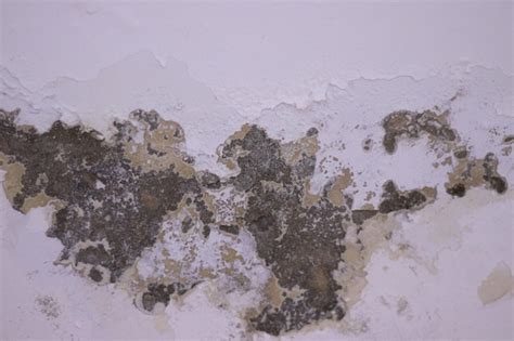 Появление плесени на дрожжах