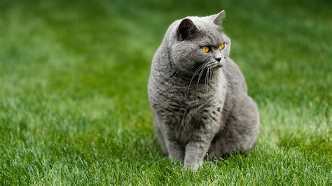 Правила, которые есть в бравых кошек