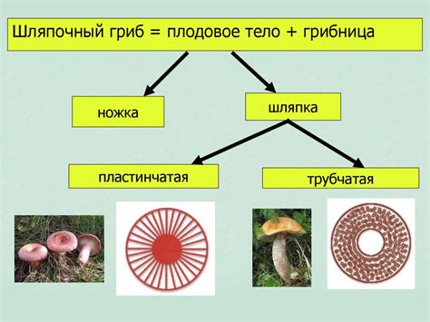 Правила сбора грибов шимиджи белых в дикой природе