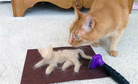 Применение защитных приспособлений для кошки