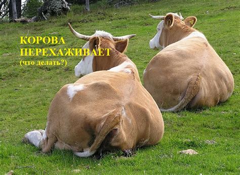 Причины, почему корова стоит, а не ложится