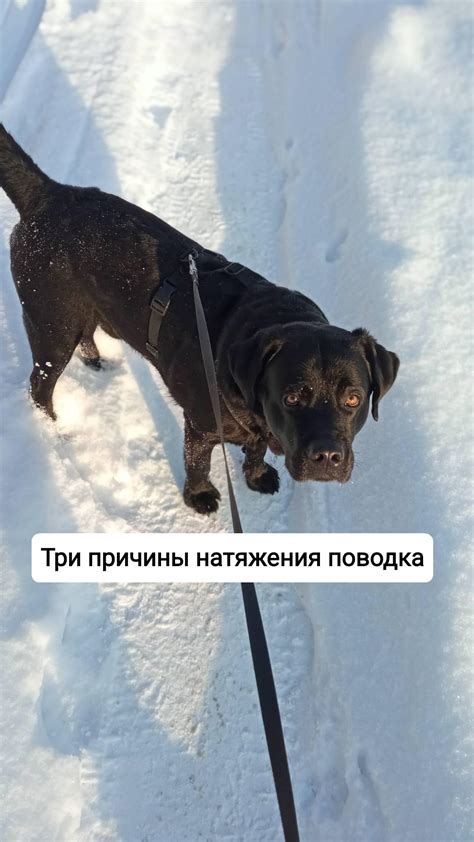 Причины запутывания поводка