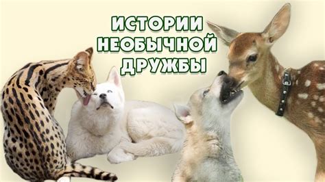 Причины разрыва необычной дружбы