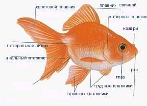 Причины расслаивания хвоста у золотой рыбки