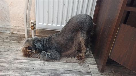 Причины собаки принимать позу молящейся