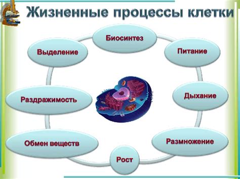 Процессы разложения организма