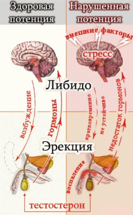 Психосоциальные факторы и повышенное либидо