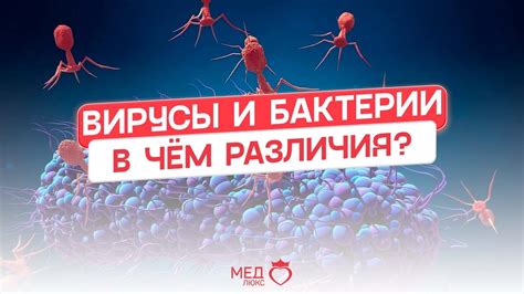 Развитие бактерий и микроорганизмов на одежде