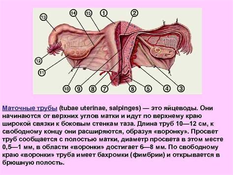 Размер и форма гениталий: визуальное обнаружение различий