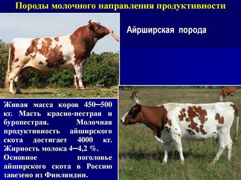 Разновидности покрытия коров и их последствия
