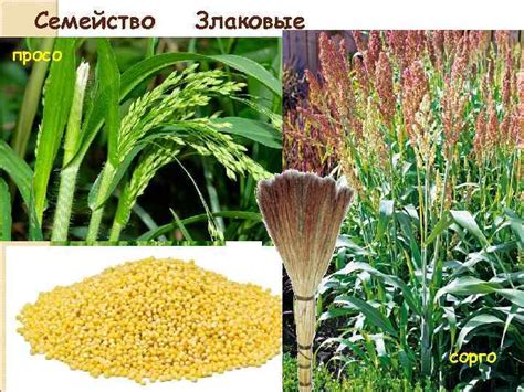 Разновидности сорго