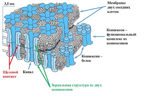 Разрушение клеточных мембран