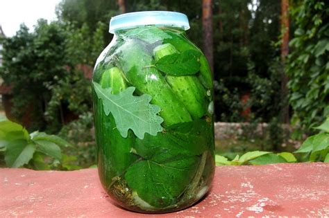 Рецепты с использованием листьев катрана для засолки огурцов