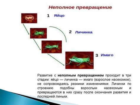 Риск размножения насекомых